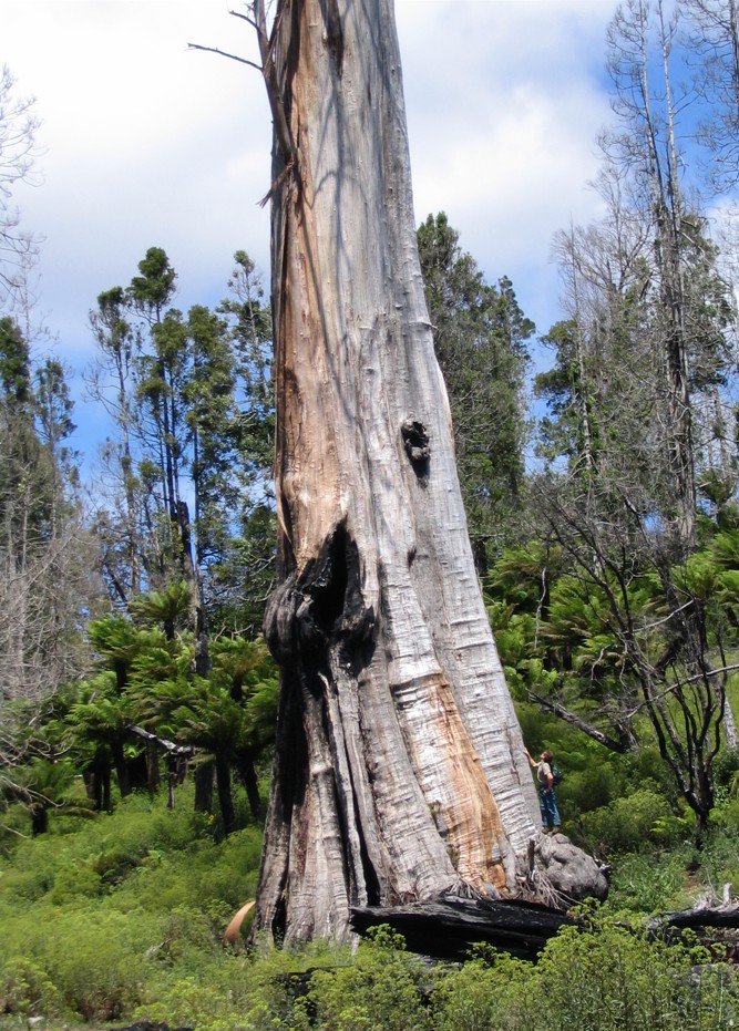 El grande is a tall tree