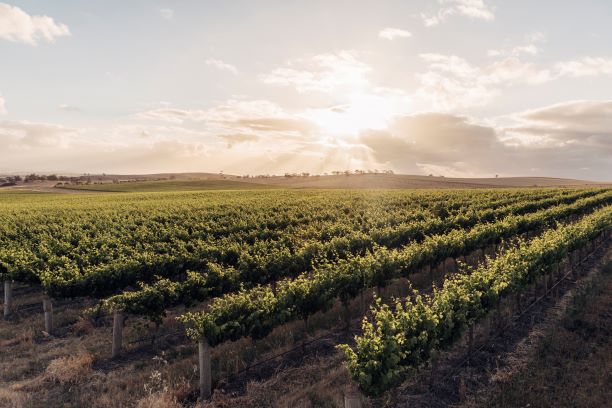 Thumbnail for How Australia's wine industry can adapt to climate change