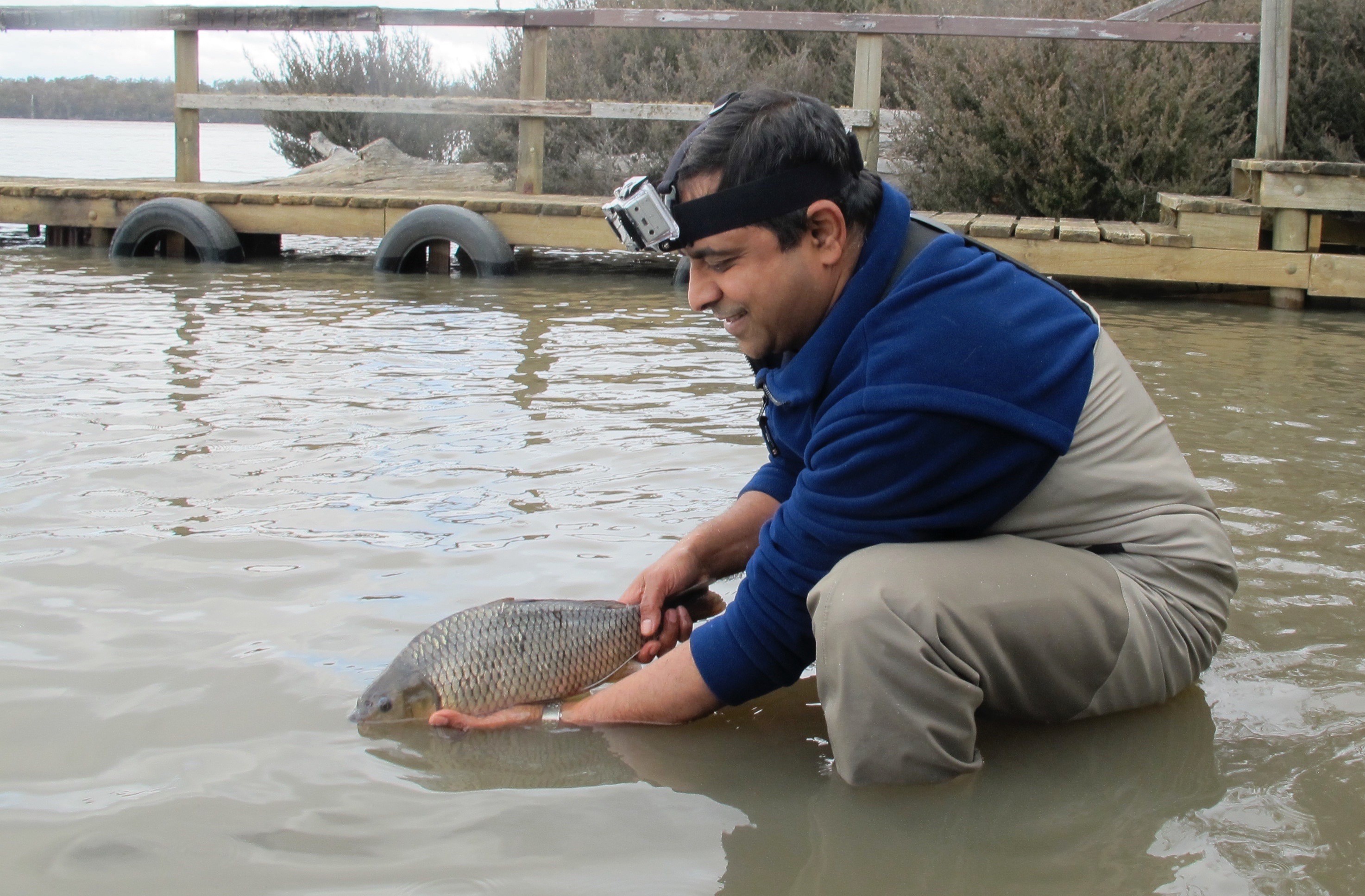 Thumbnail for Carpe diem! Discovery of mystery carp abnormality creates opportunities