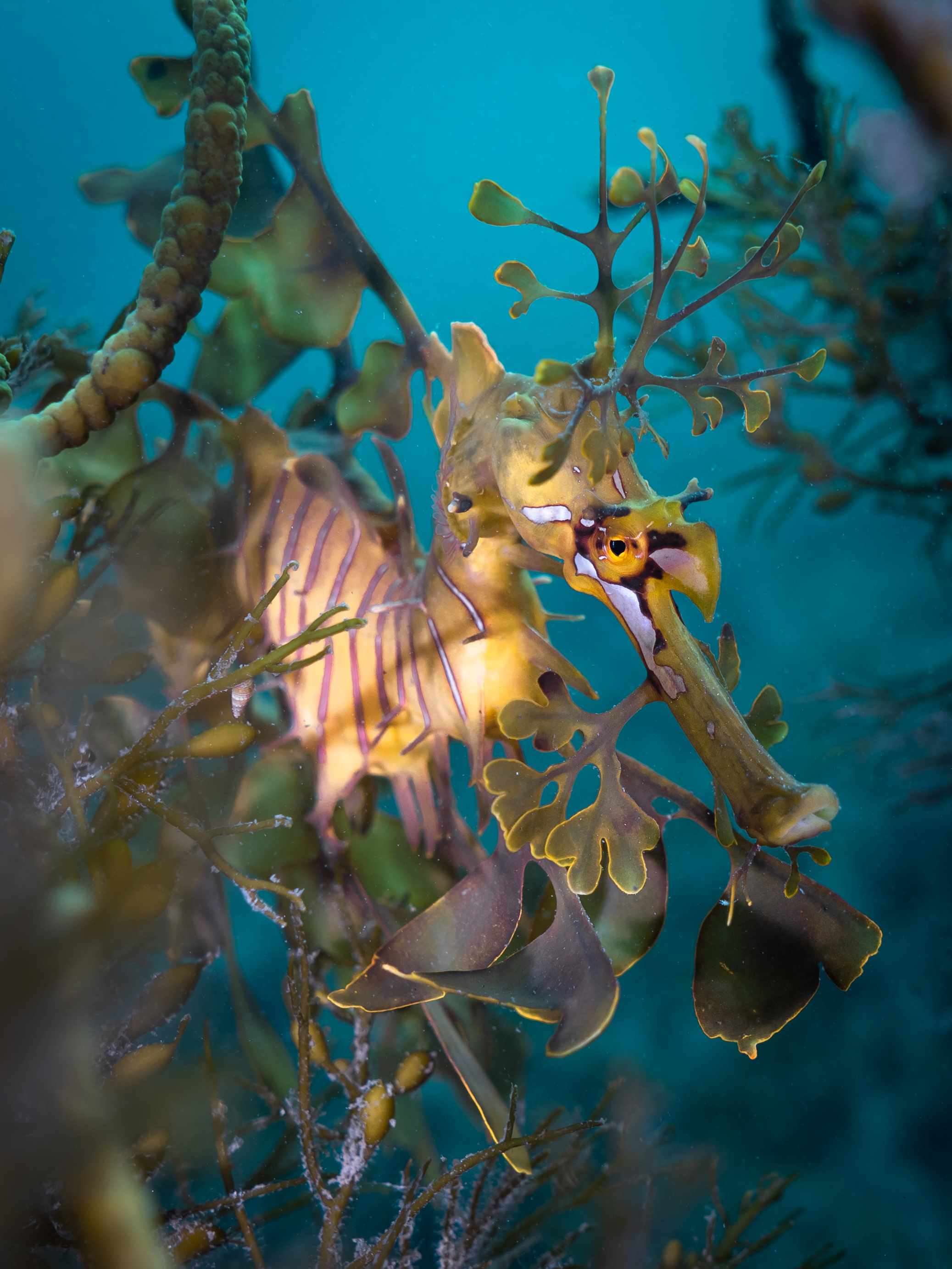 The leafy seadragon