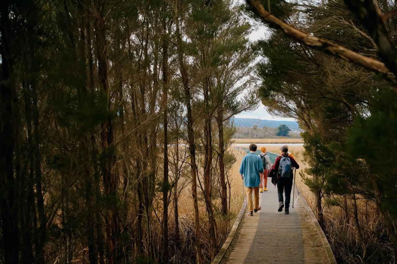 Three individuals walking on a wooden boardwalk amidst tall trees, with a mountain visible in the distance.