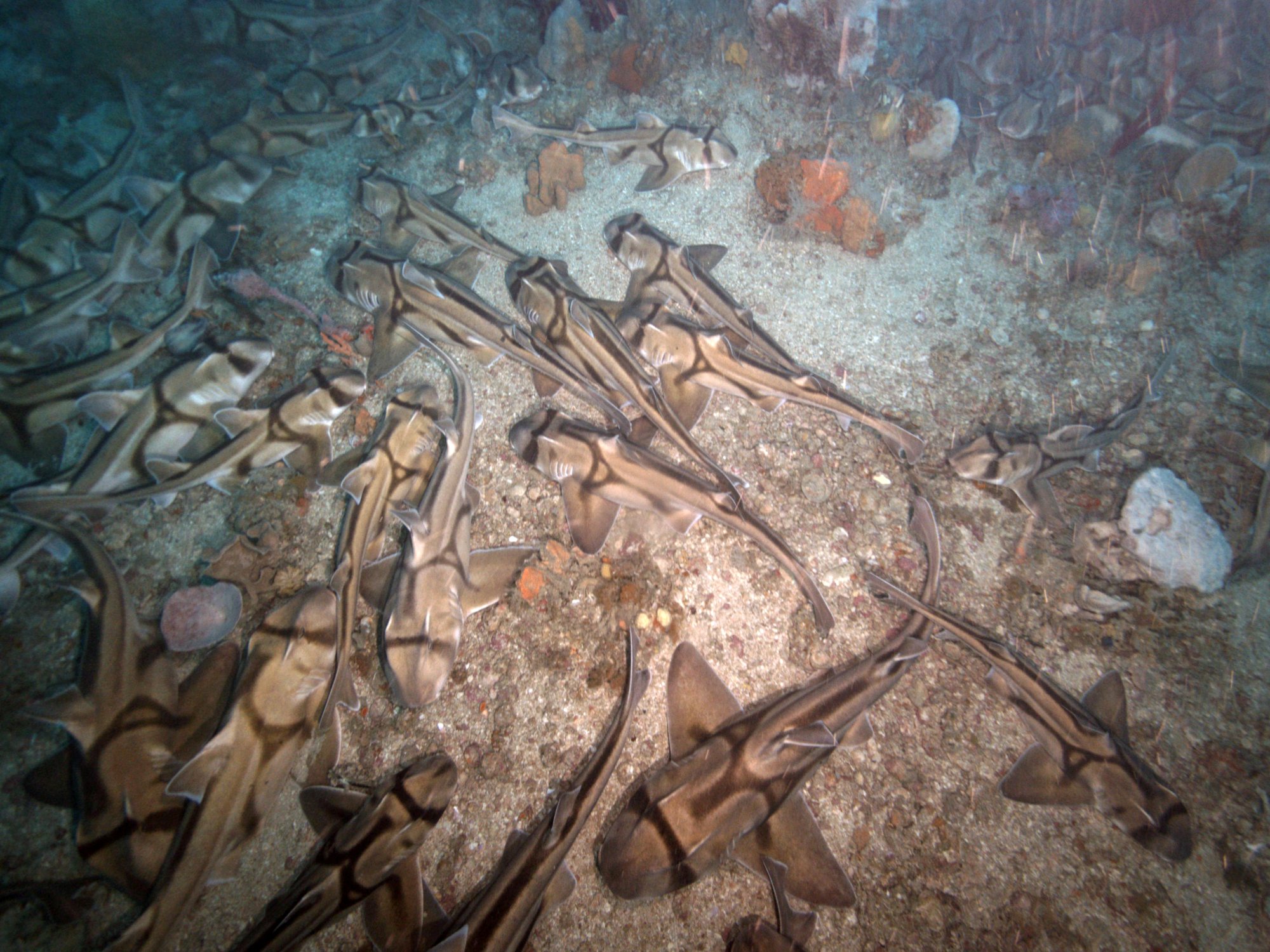 Port Jackson sharks