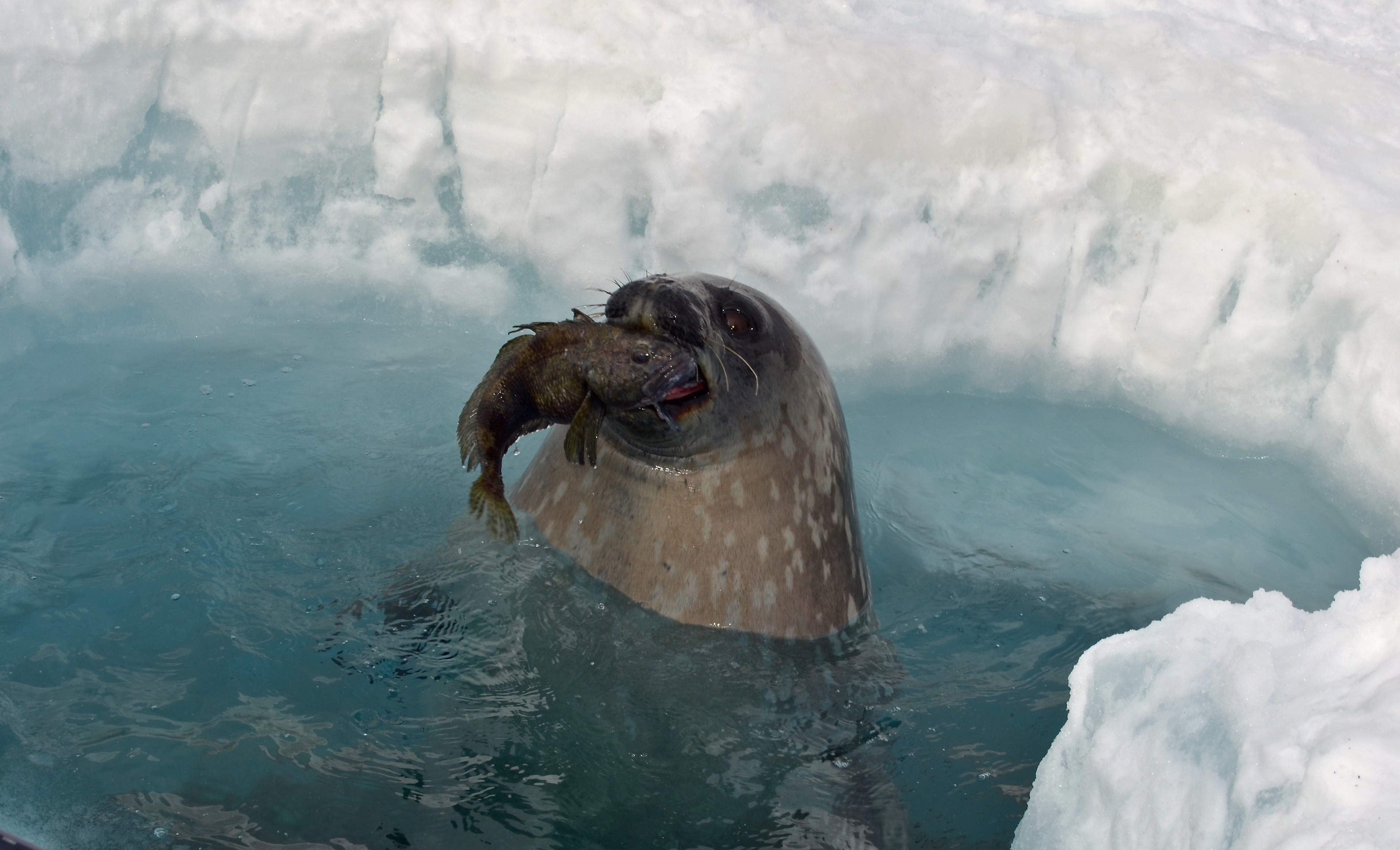 Thumbnail for Marine predator tracking a novel boost for Southern Ocean