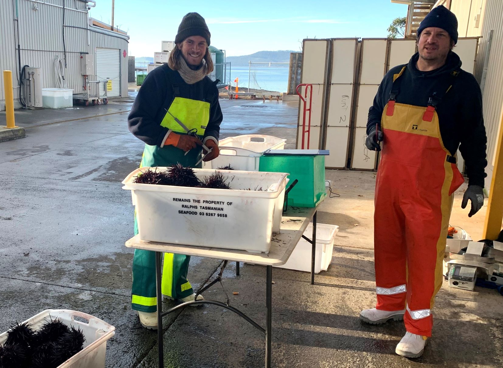 Thumbnail for First assessment of invasive long-spined sea urchin fishery