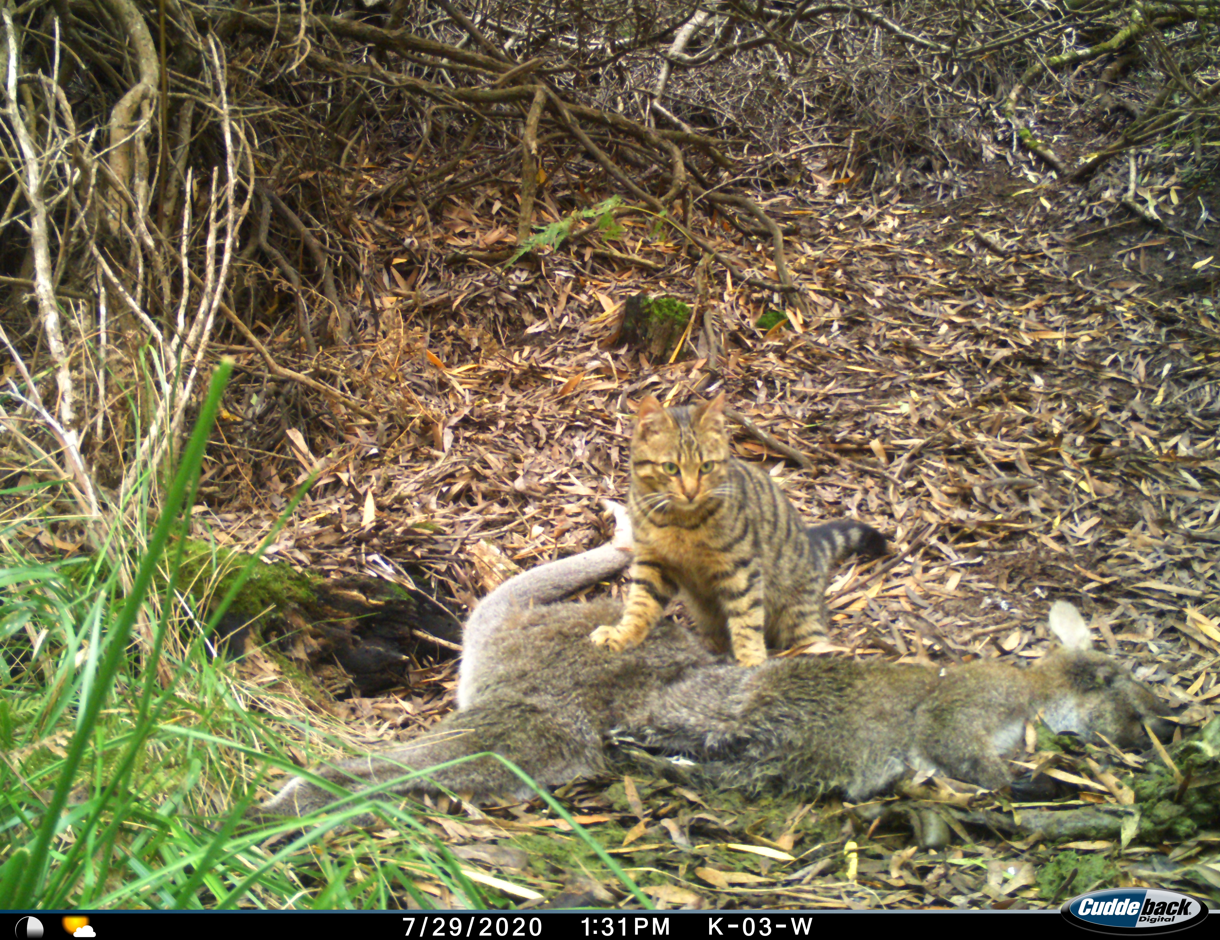 Feral cat motion camera