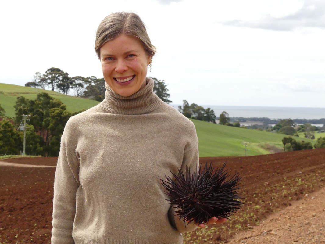 Harriet Walker sea urchin