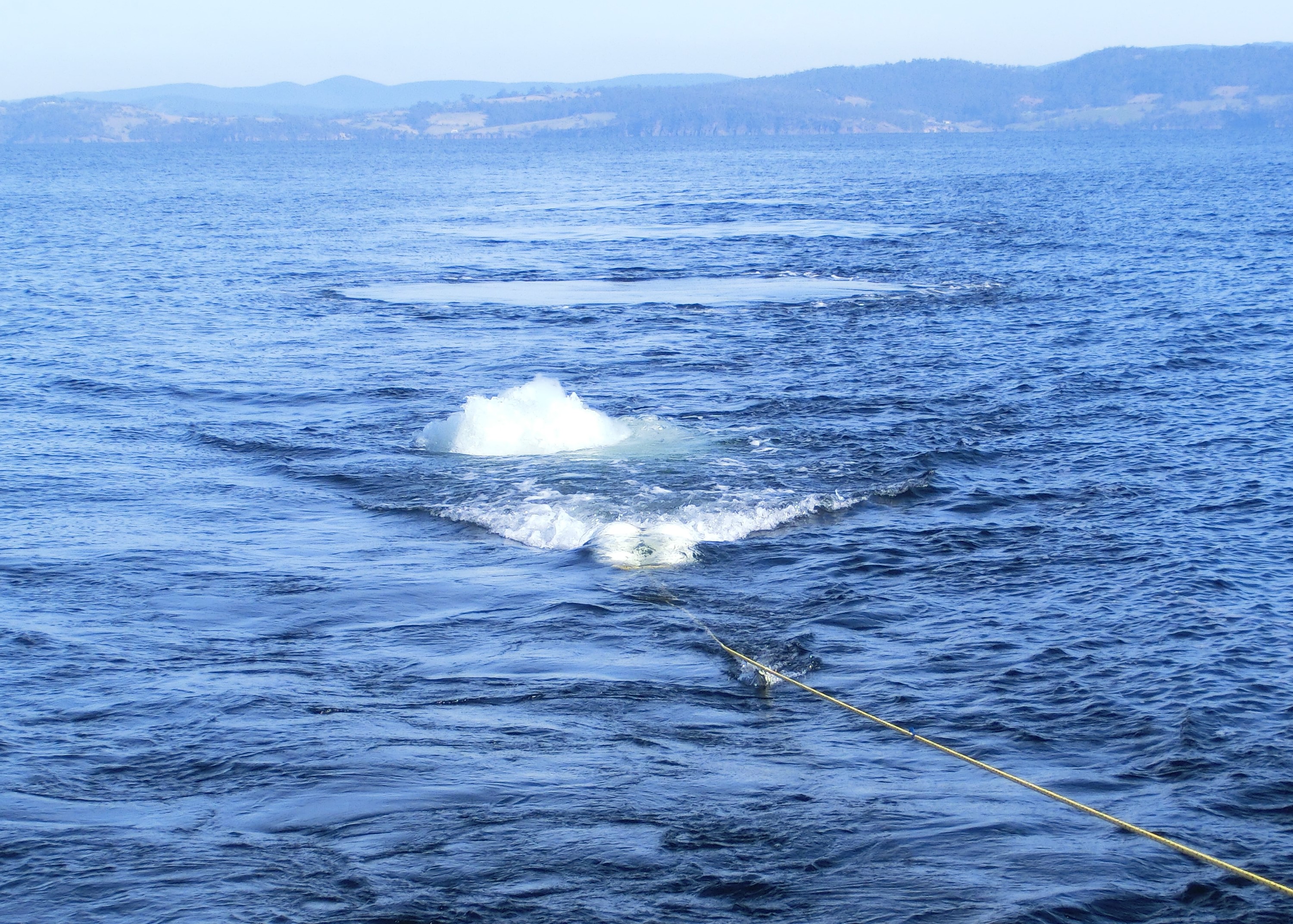 Thumbnail for Lobster organs and reflexes damaged by marine seismic surveys