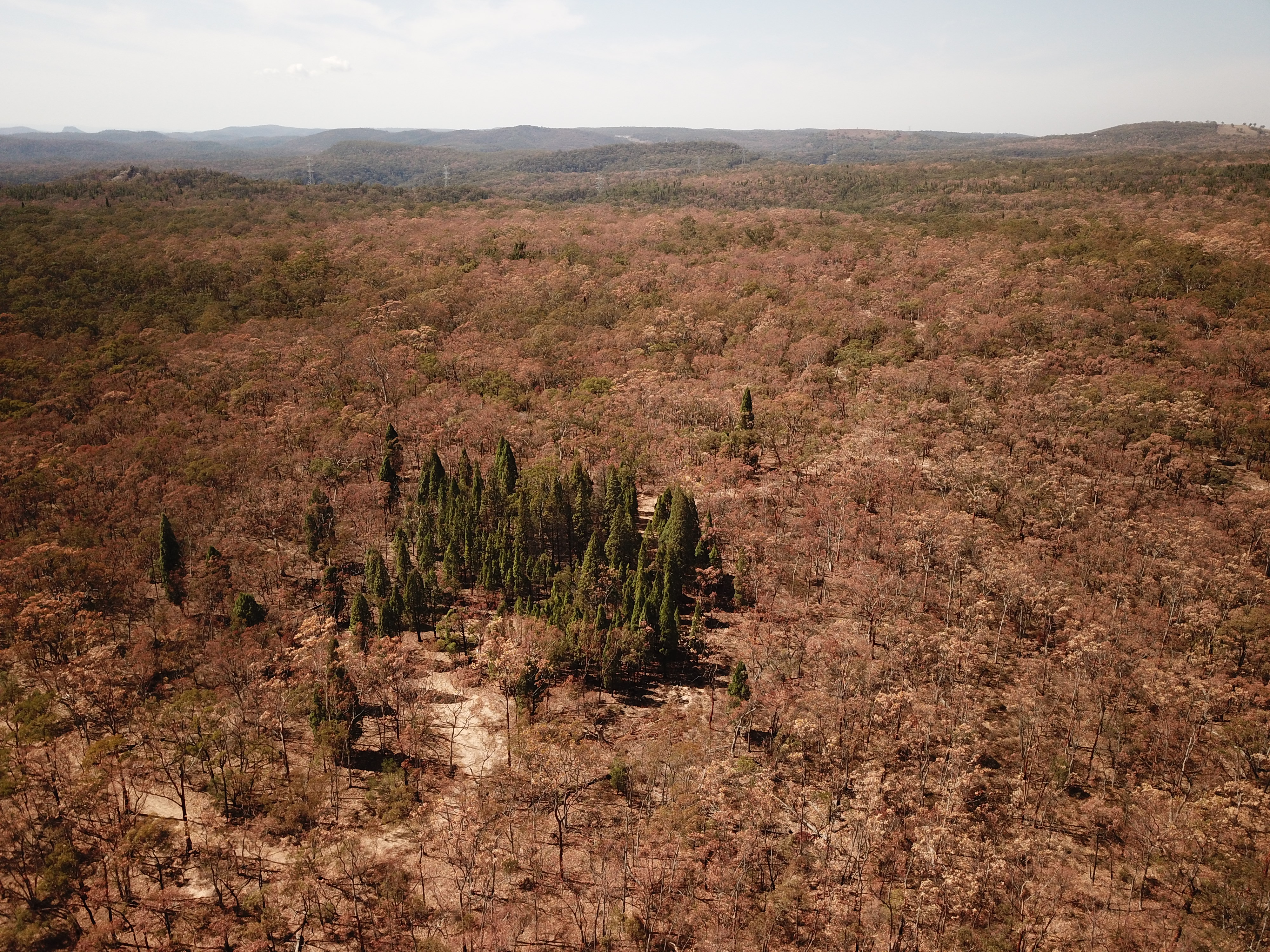 Thumbnail for Vulnerability of global forests ‘similar to corals’