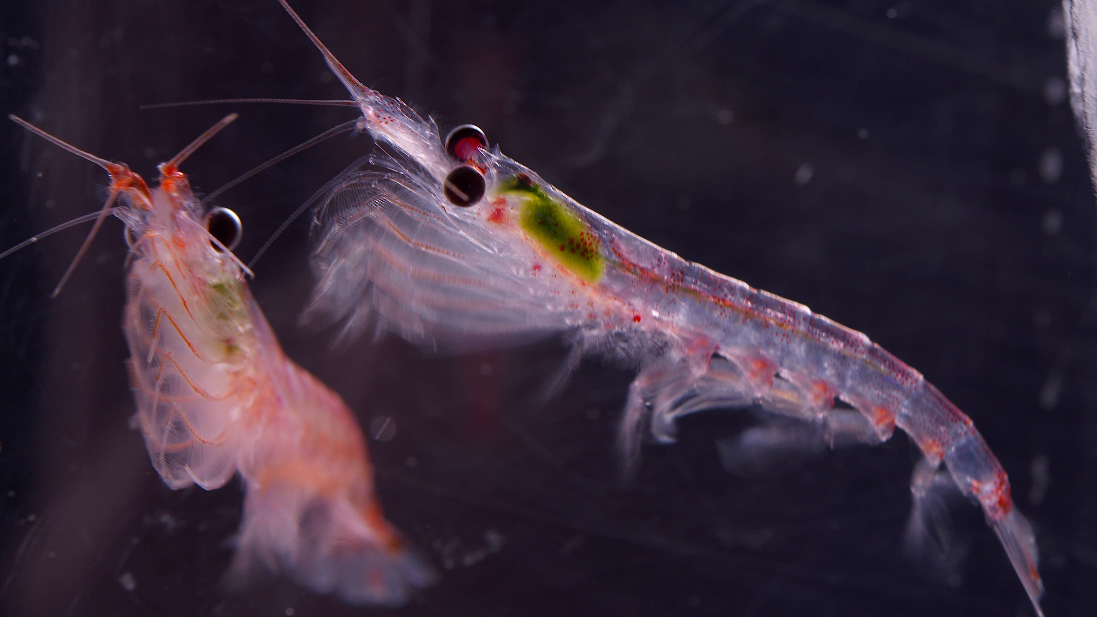 Thumbnail for New study projects ocean warming impact on Antarctic krill