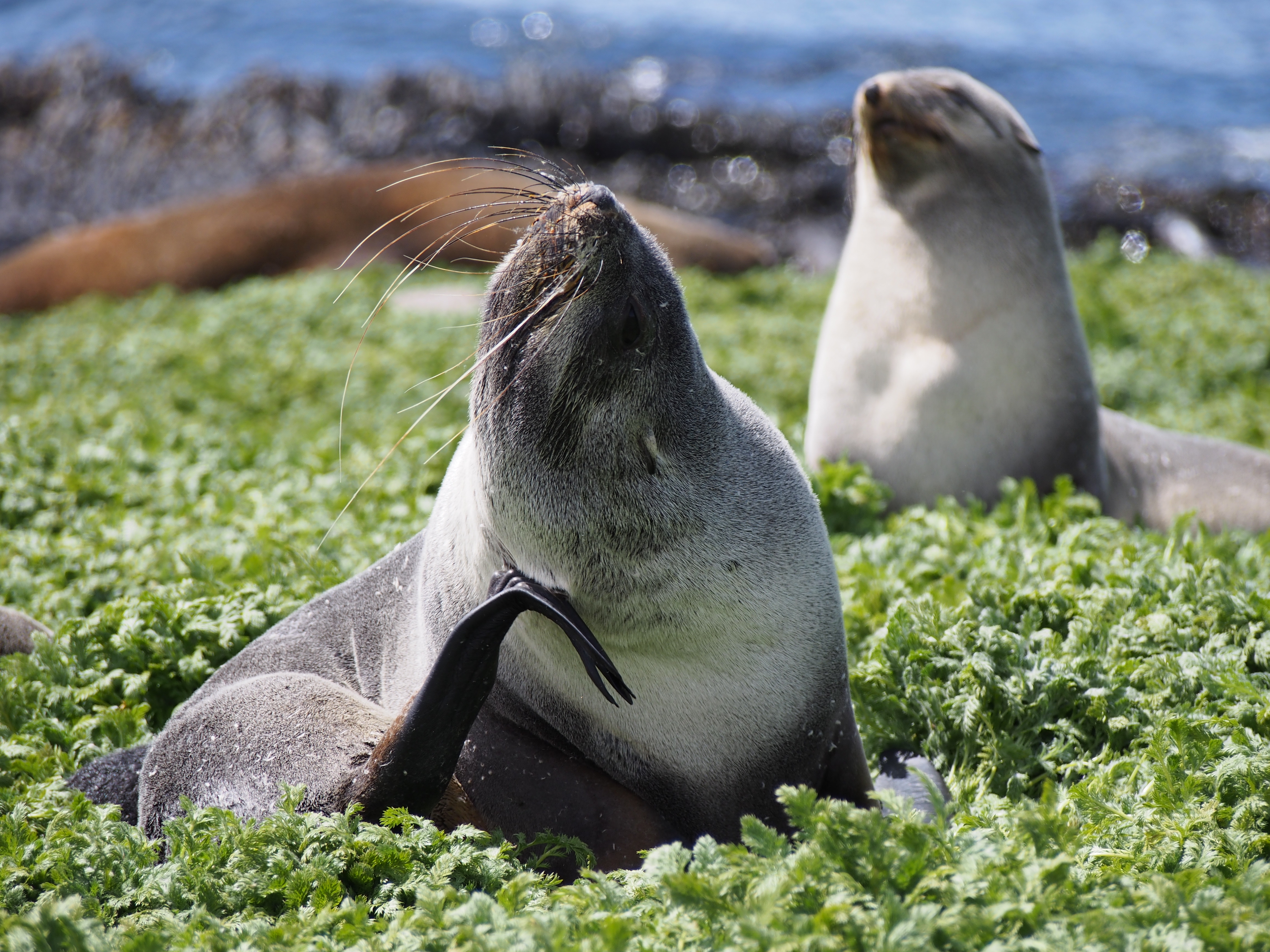 Thumbnail for Seal whiskers hold clues to Southern Ocean food web dynamics