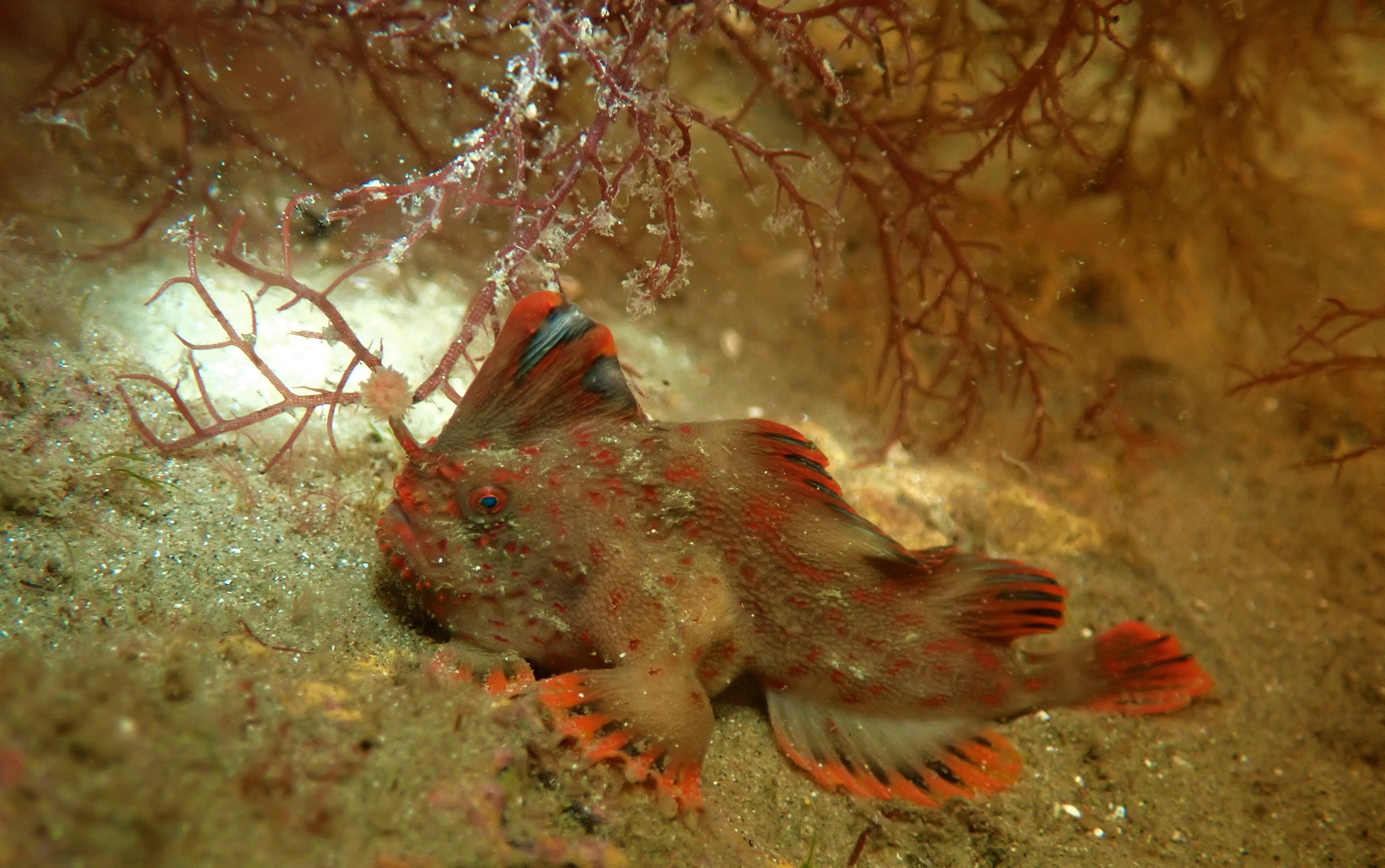 Thumbnail for Red handfish juveniles released to boost endangered wild population