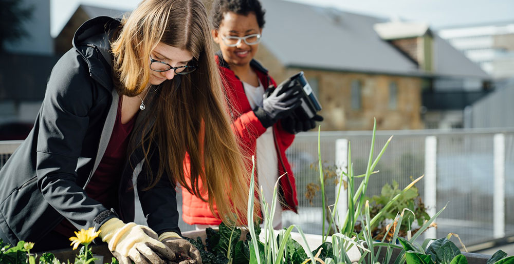 Student garden in Hobart accommodation