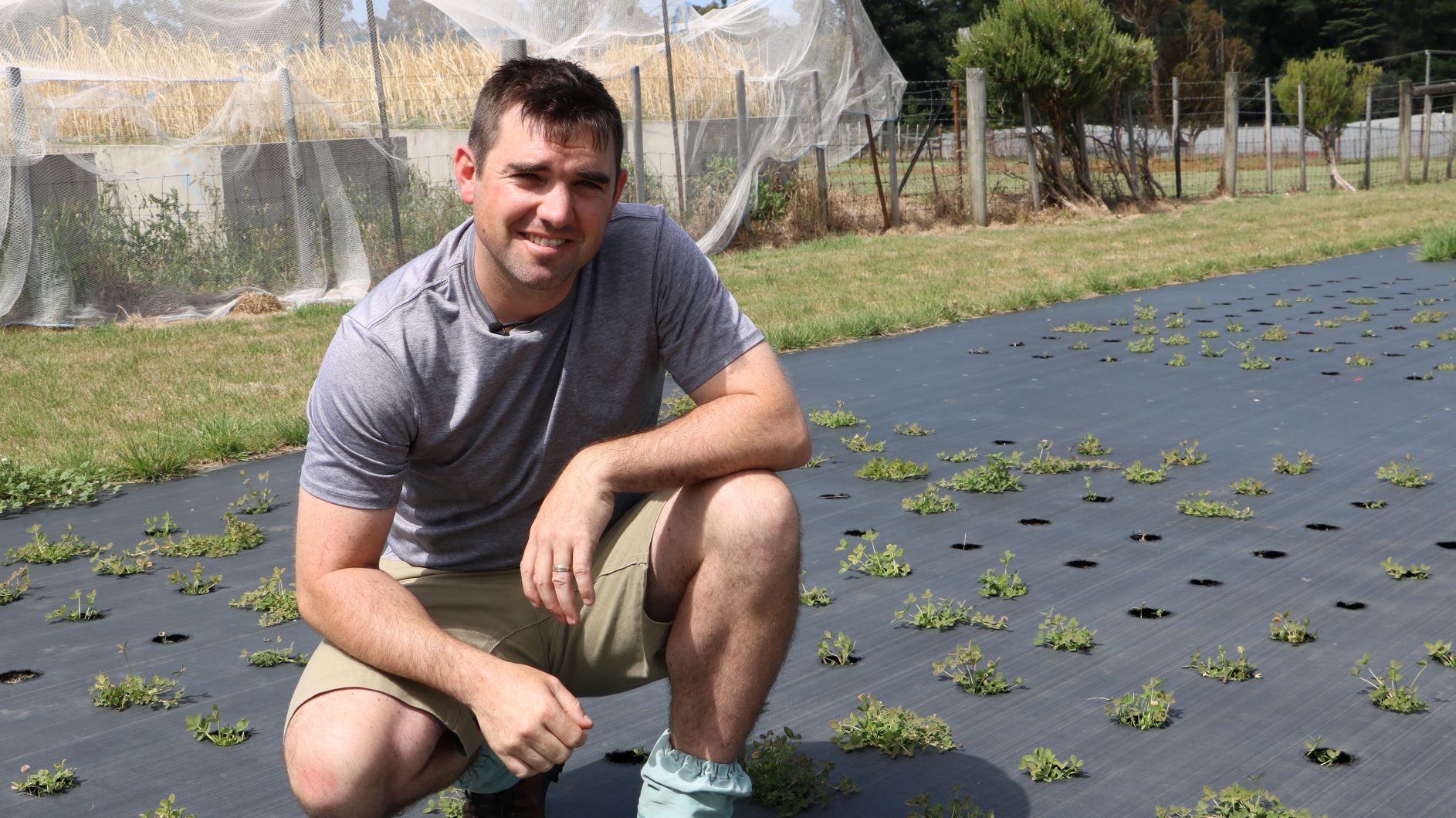 Thumbnail for Legume research to boost Tassie’s red meat industry