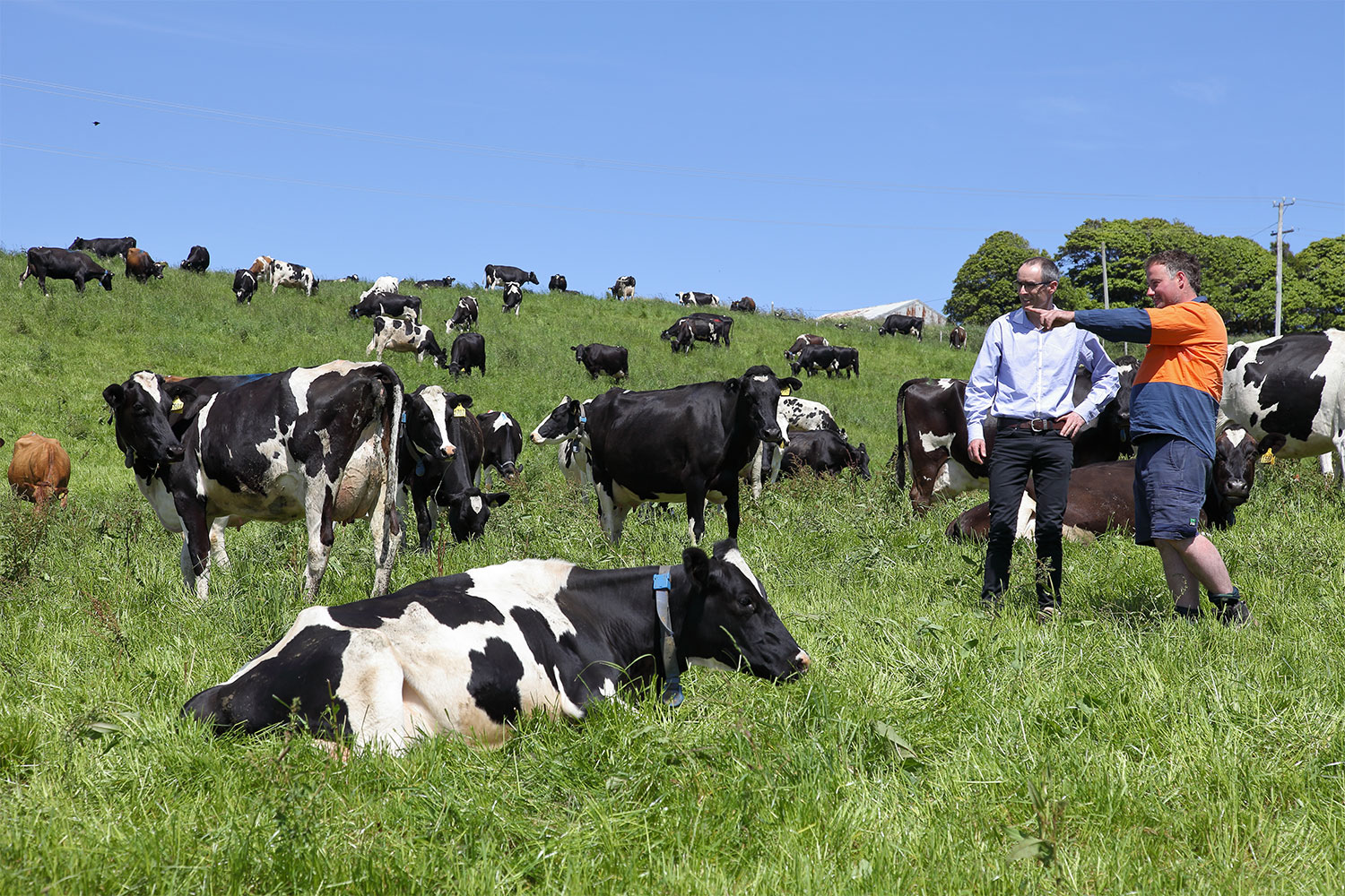 Thumbnail for $6.5m research partnership to boost Australian dairy industry