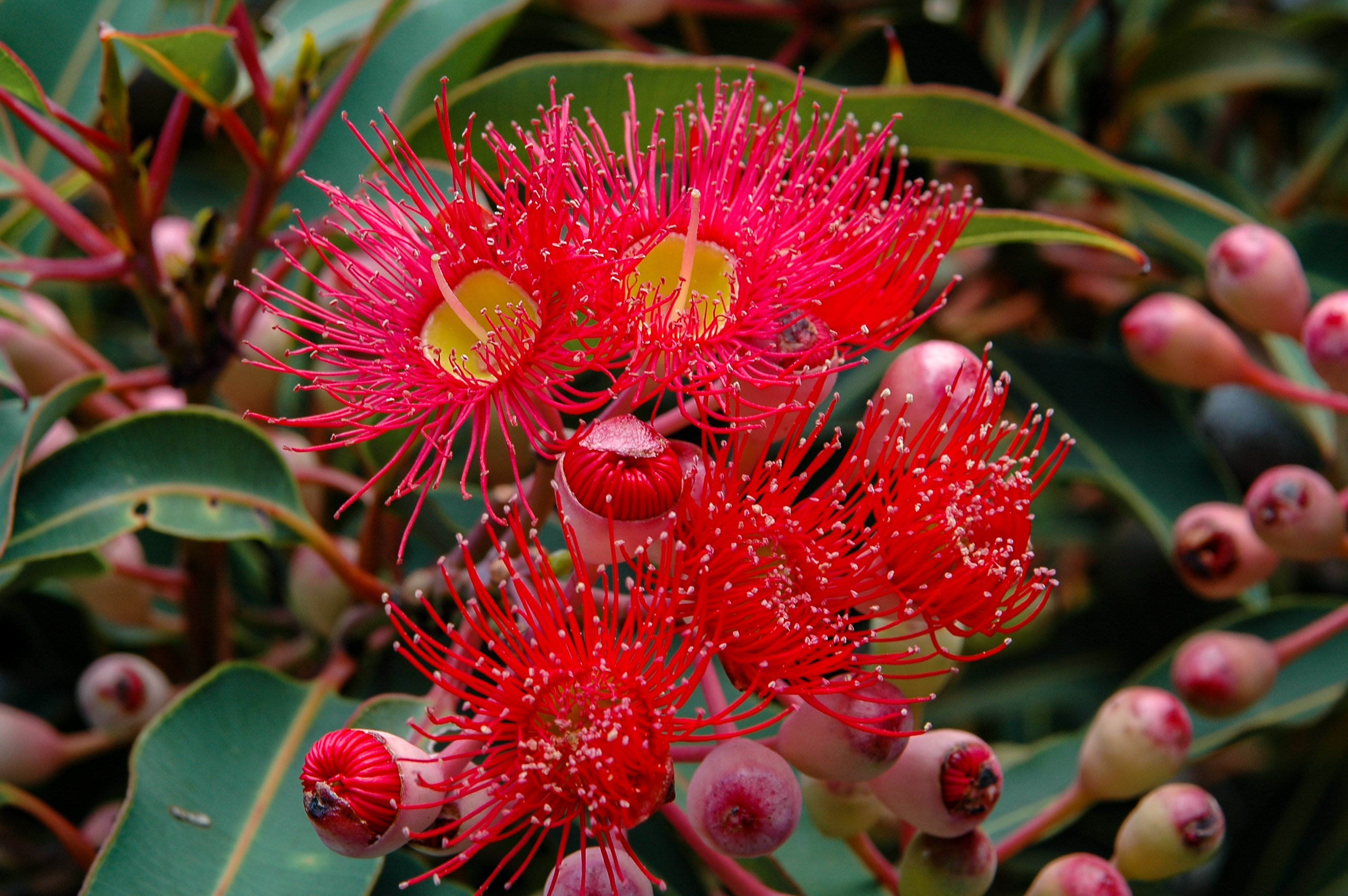 Thumbnail for 60 million years of separation have left their mark on the eucalypt genome