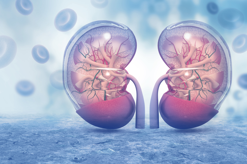 Thumbnail for More likely to die with chronic kidney disease than from it: new study finds