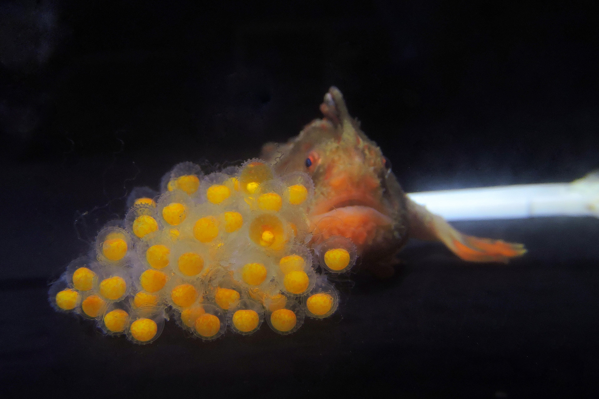 Red handfish mum guarding eggs day  photo Andrea Willilamson