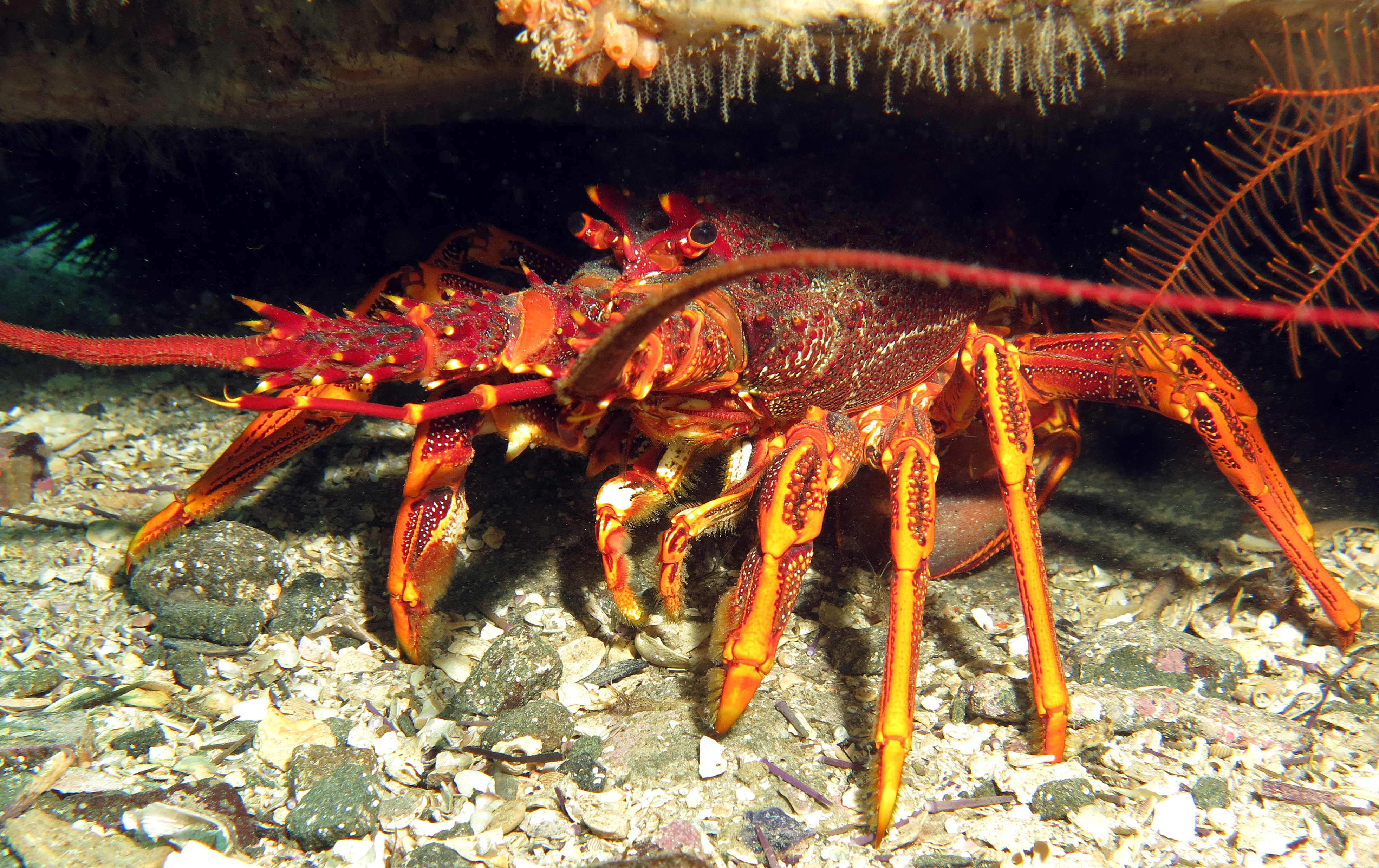 Thumbnail for Sound pollution harms lobsters as much as seismic air guns