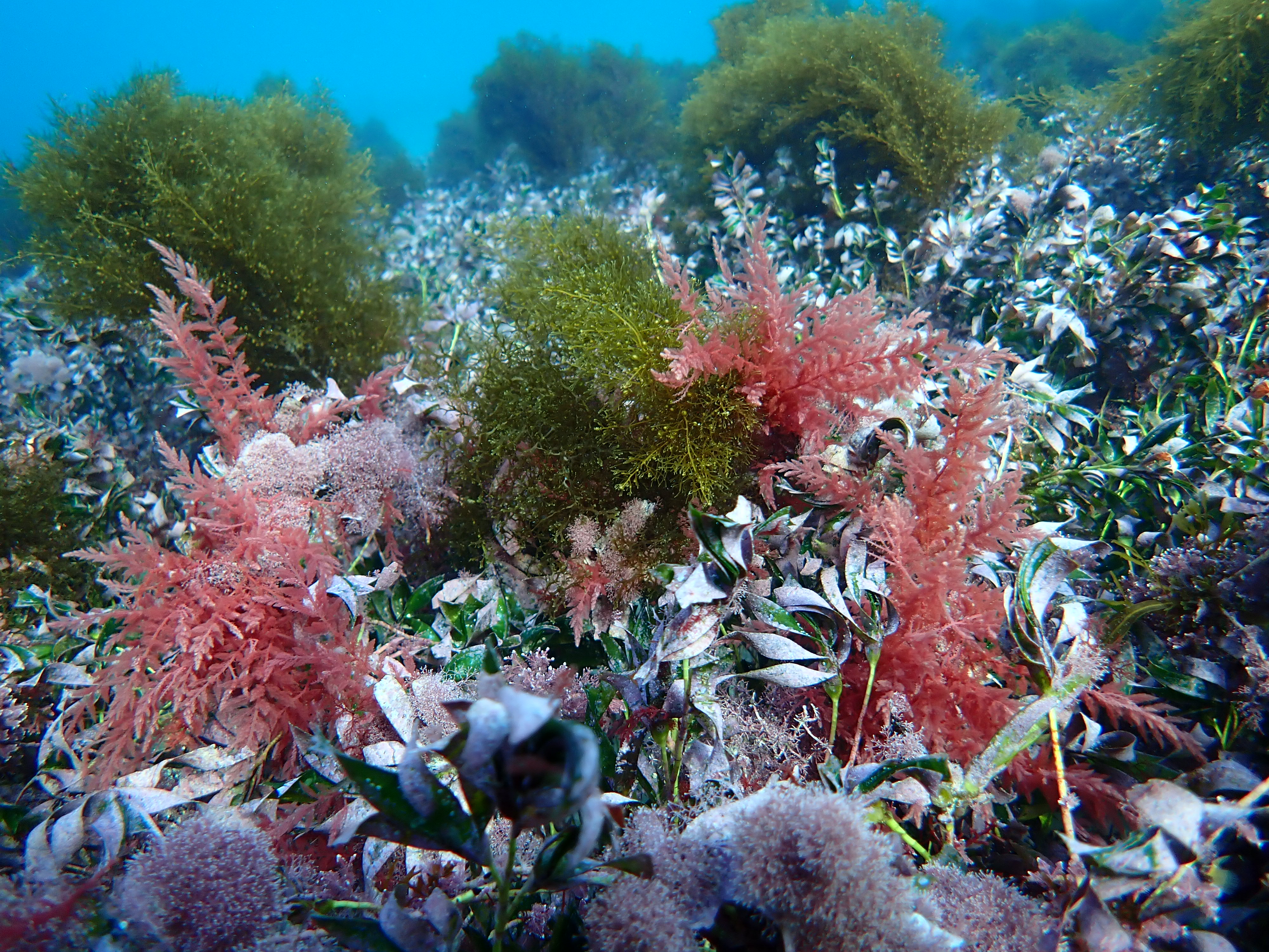 Thumbnail for Identifying quality methane-reducing seaweed in Tasmanian waters