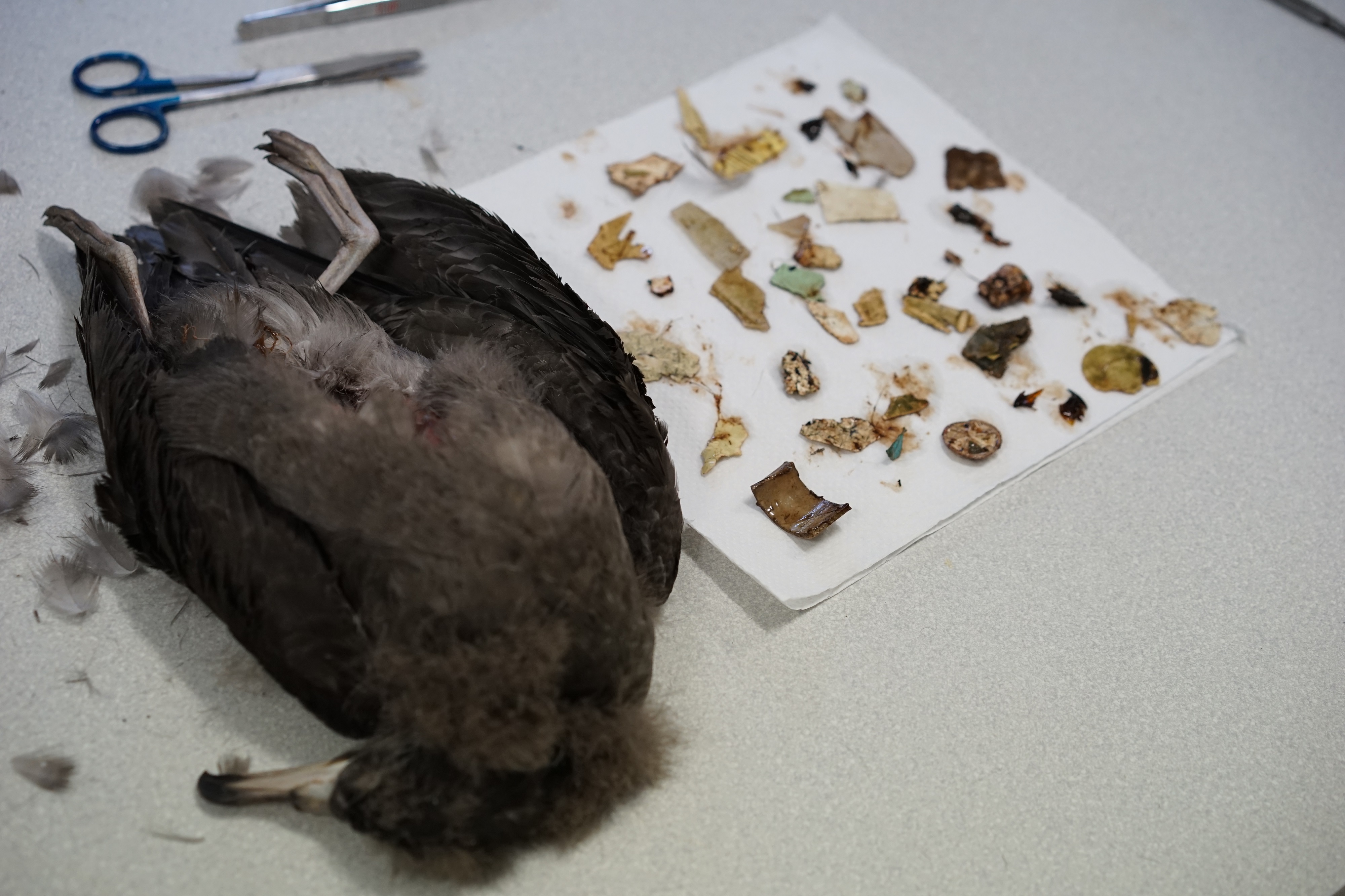 Thumbnail for Study shows non-lethal impacts of seabirds’ plastic ingestion