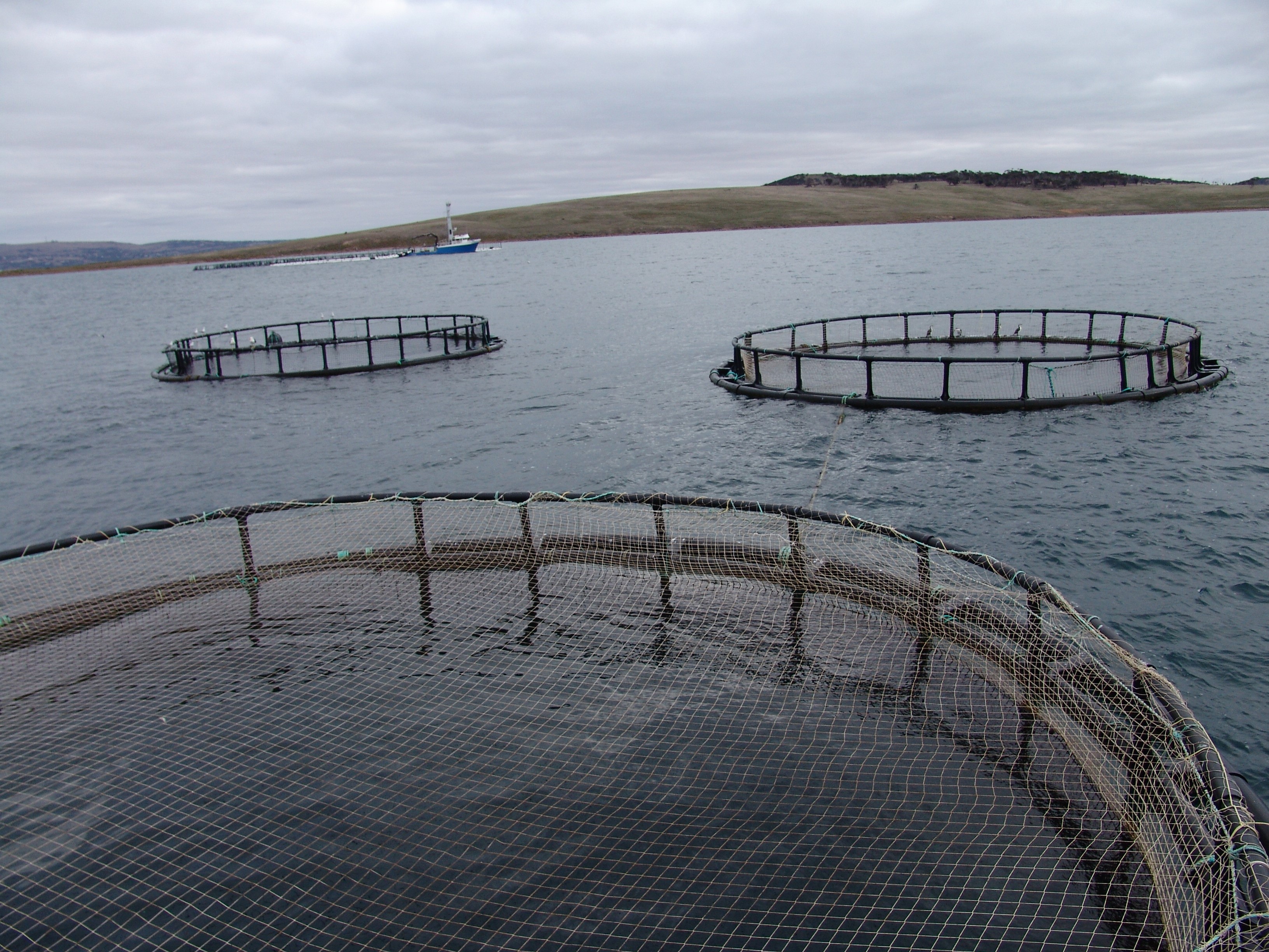 Thumbnail for Novel feeds key to supporting future aquaculture growth