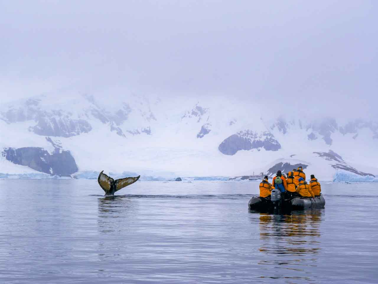 A group of people in a small boat wearing orange life vests observe a whale tail above the water in a polar landscape.