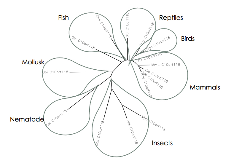 Thumbnail for How Tree of Life researchers can go out on a limb