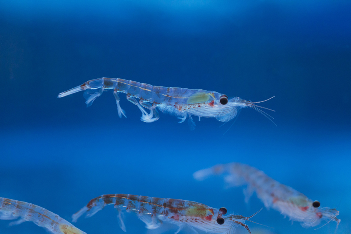 Thumbnail for Climate change threatens Antarctic krill and the sea life that depends on it