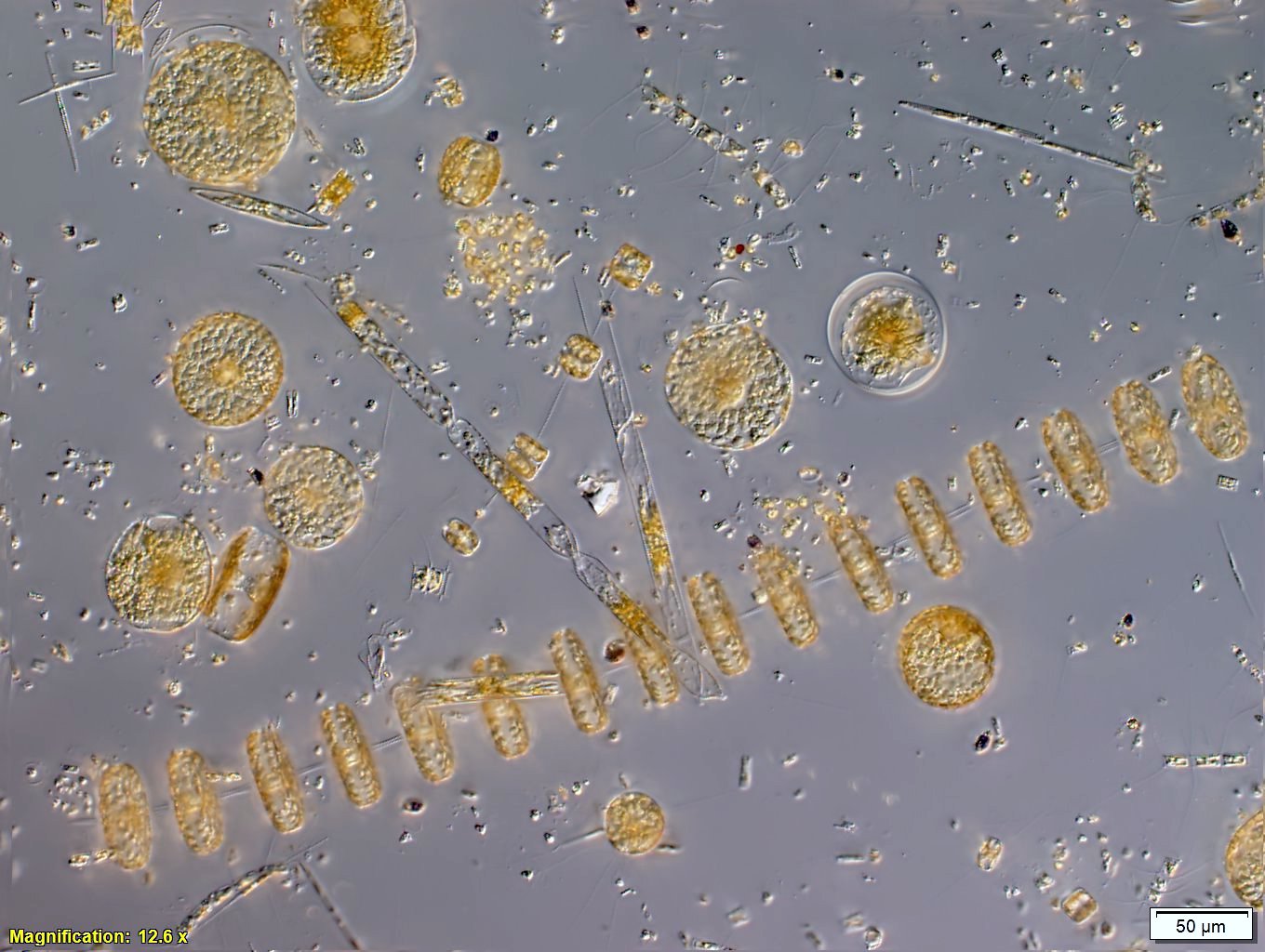 Thumbnail for Marine heatwaves affecting the ocean’s tiniest organisms