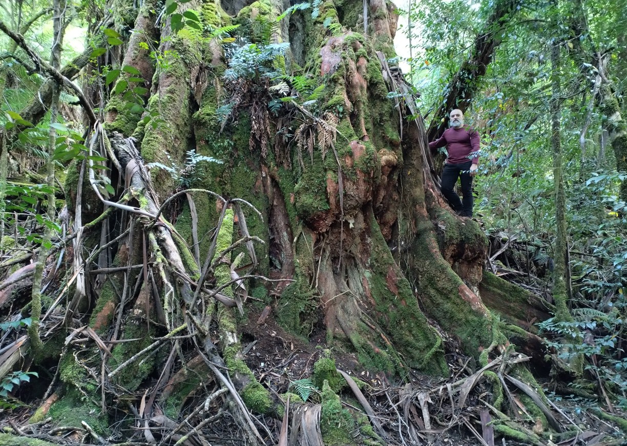 BM1 stratotanker is a tall tree