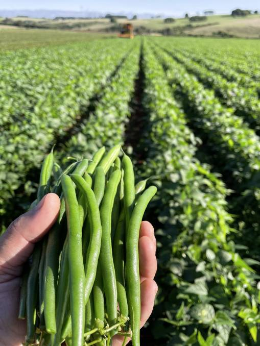 Thumbnail for Study tracks down the genes that spread the beans