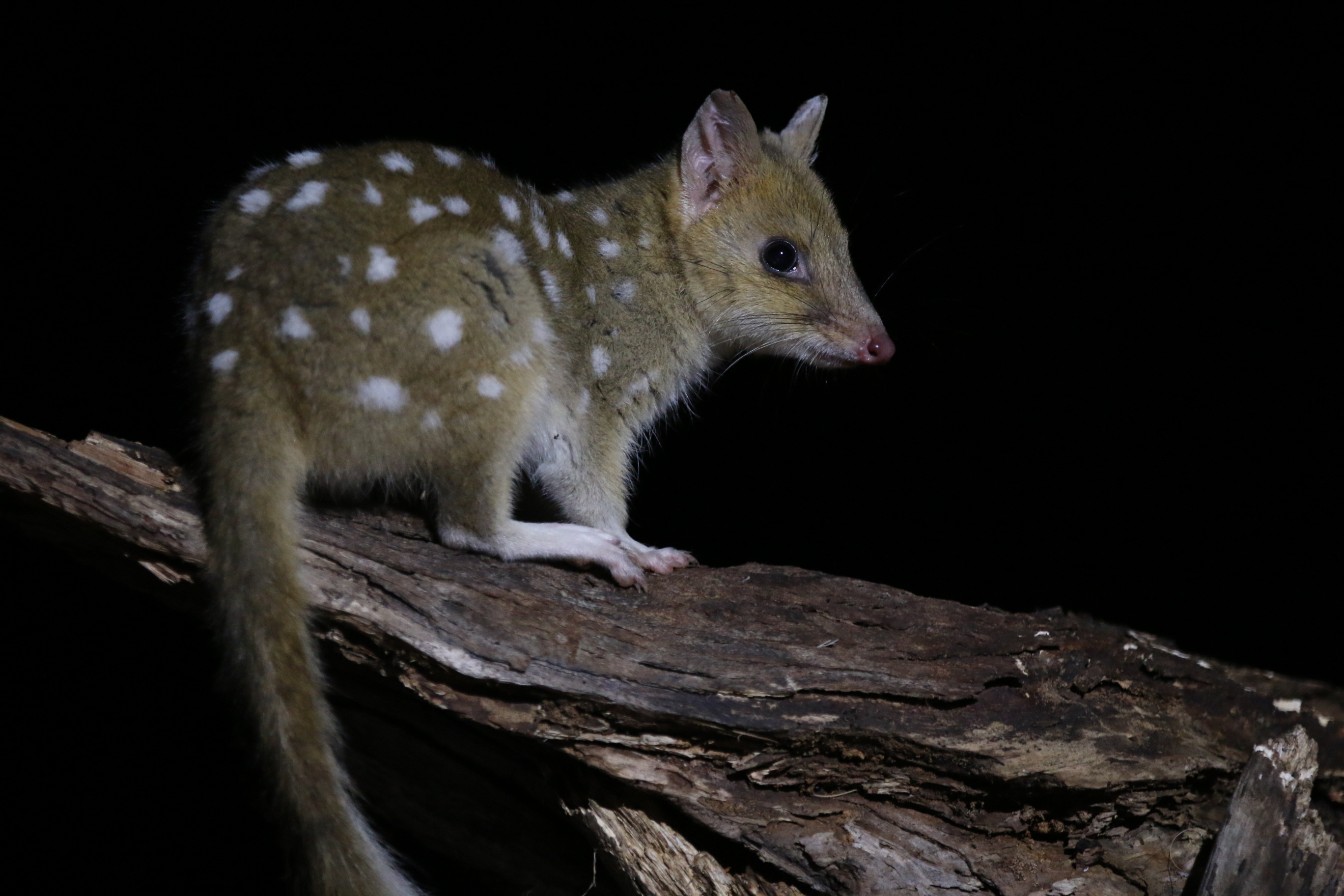 Eastern Quoll at night 