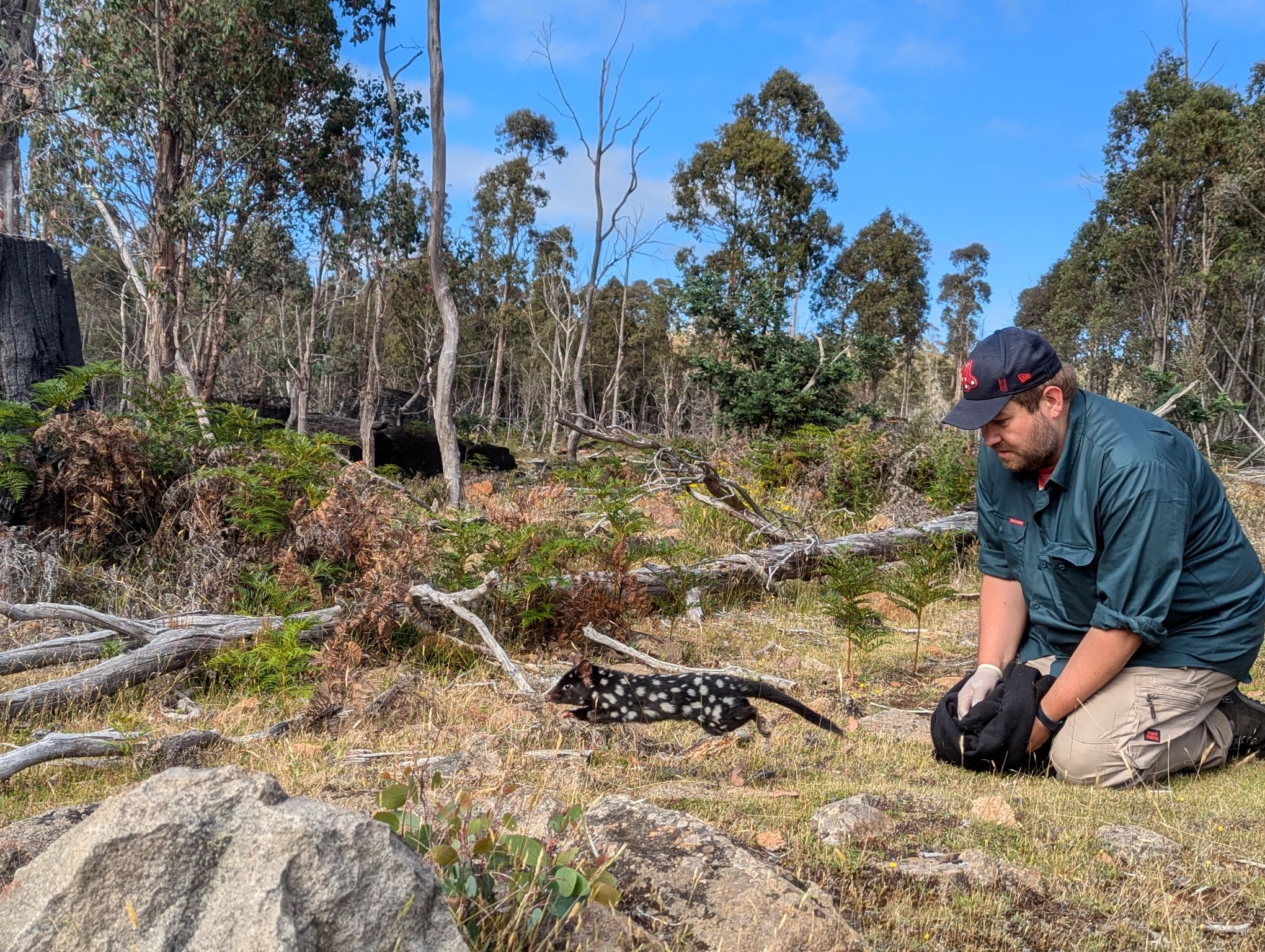 Eastern Quoll released into The Quoin 