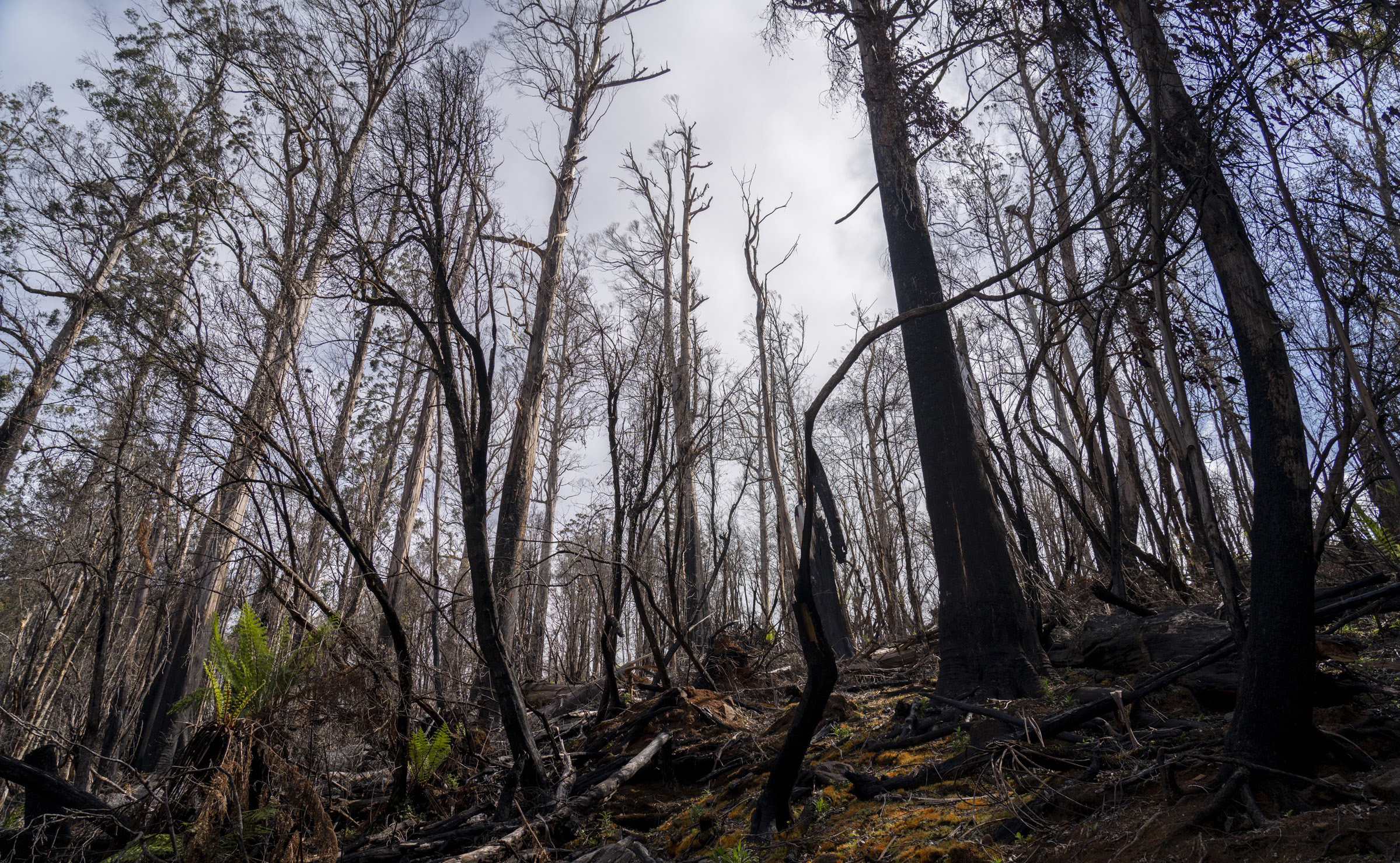 Thumbnail for Study warns logging makes fires worse